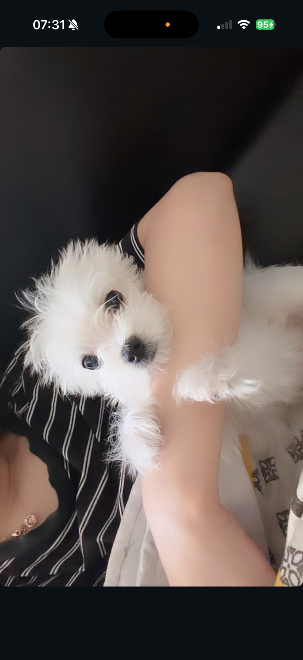 鼻鼻的照片