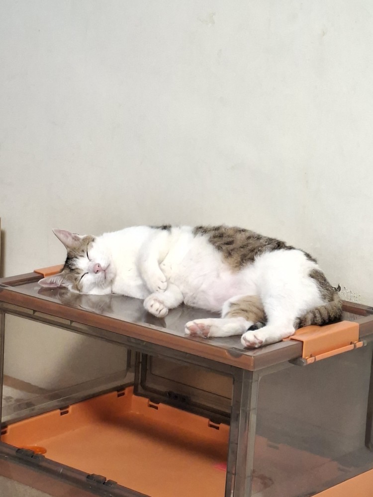 小貓的照片