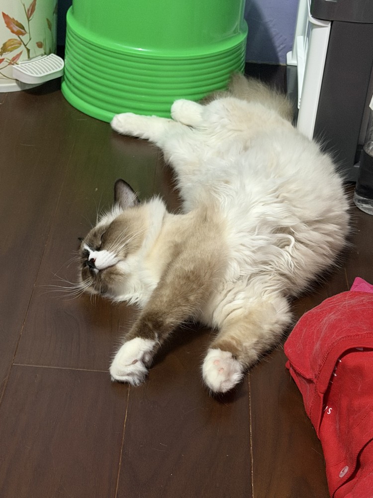 黑輪的照片