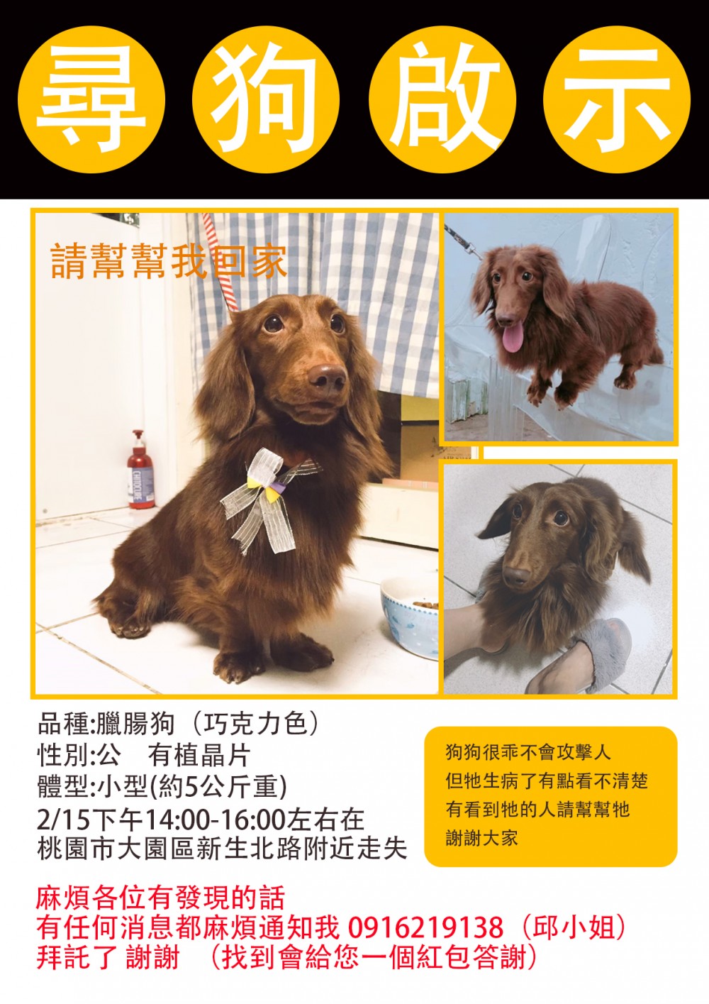Teddy泰迪