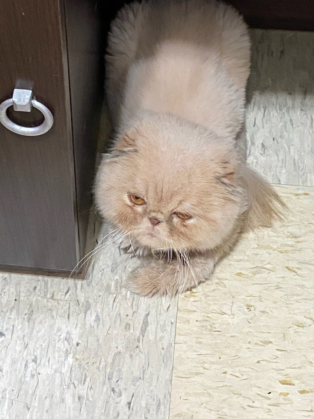 馬桶、老虎的照片