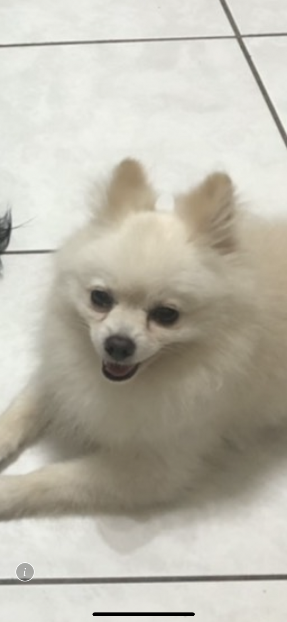 夏安