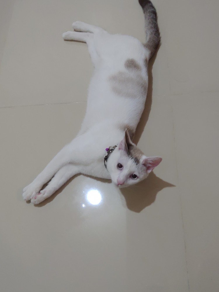 咪嚕的照片
