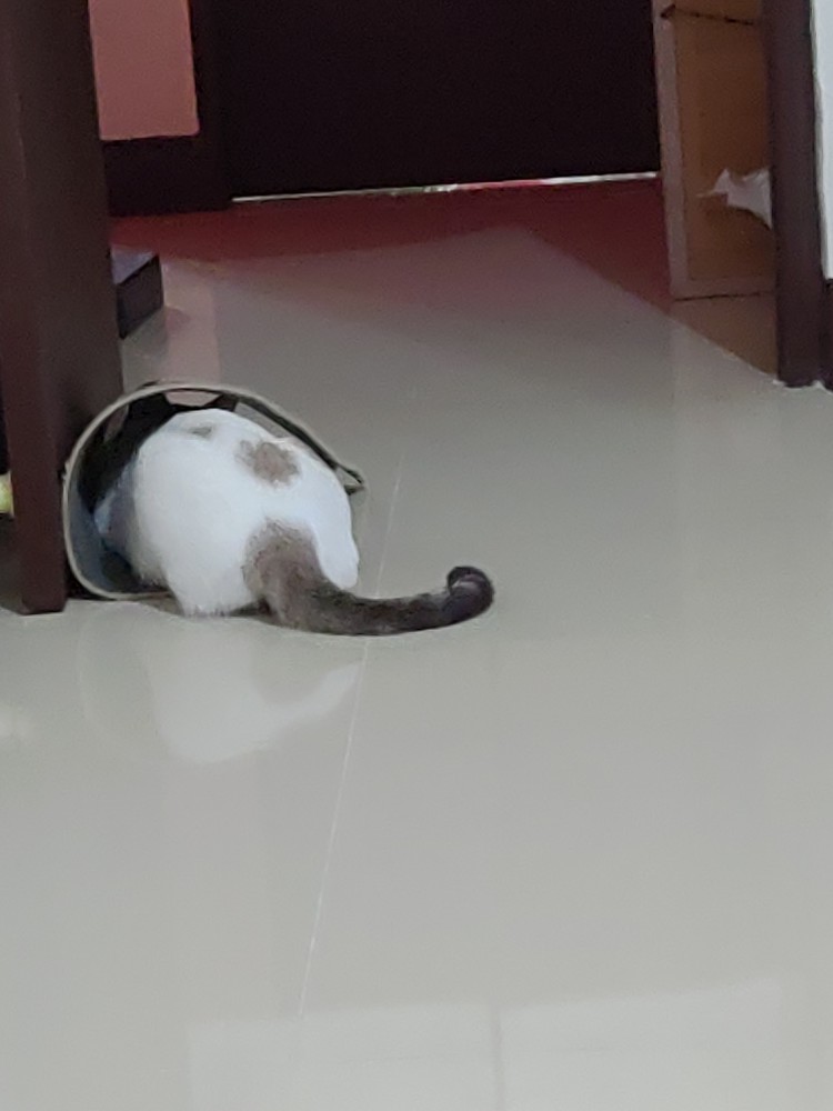 咪嚕的照片