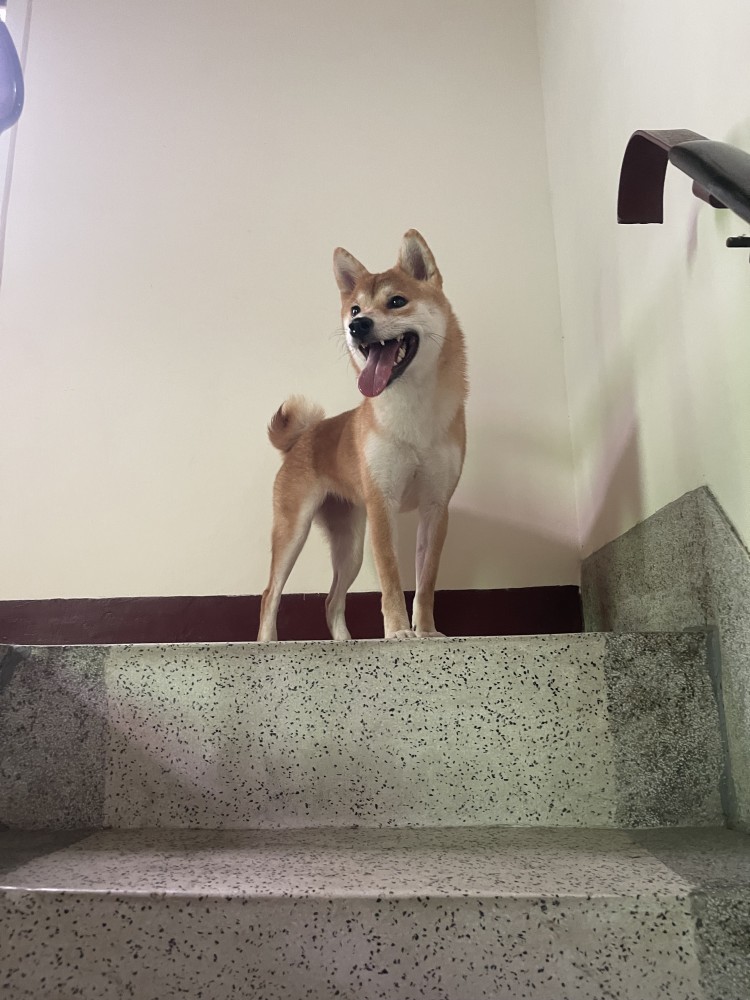 雞腿的照片