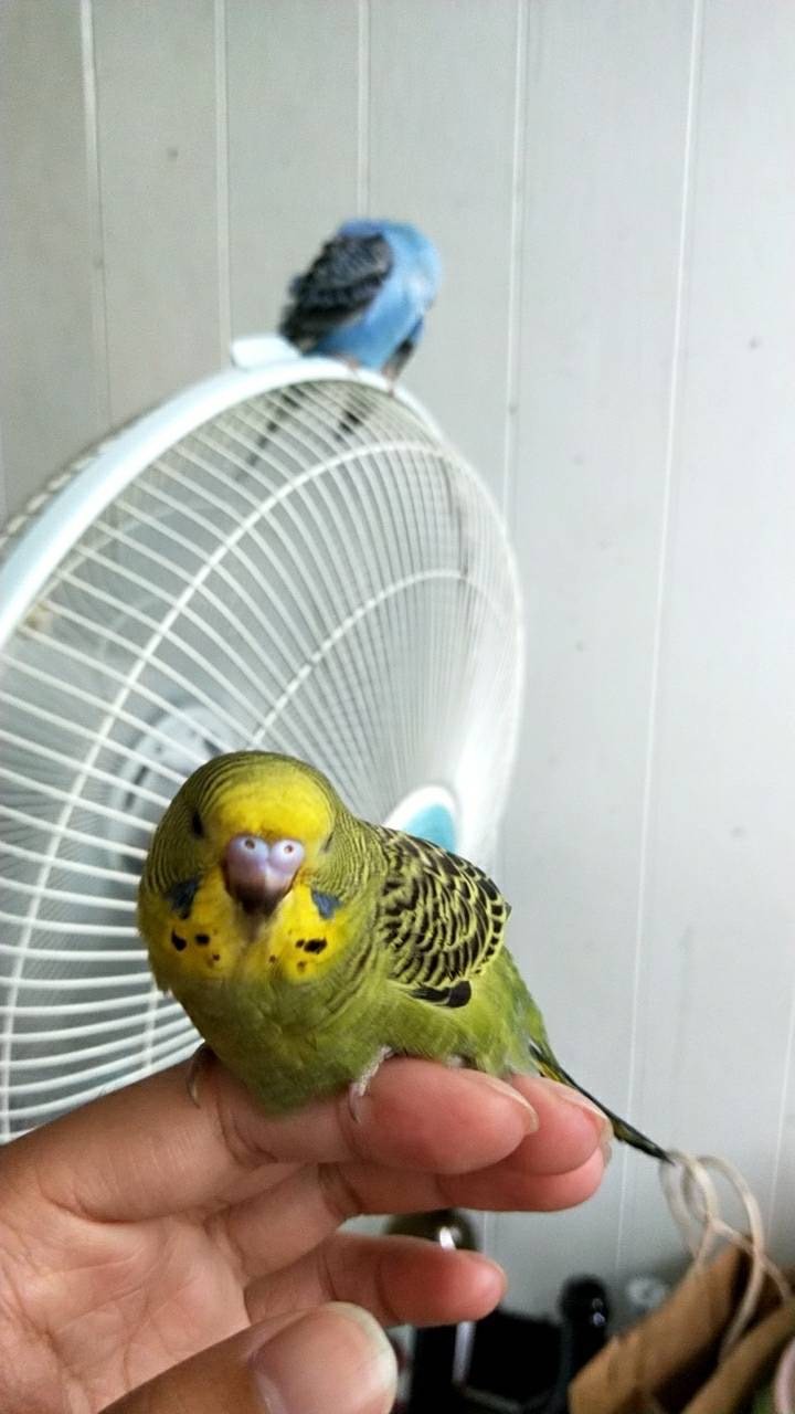 麻吉