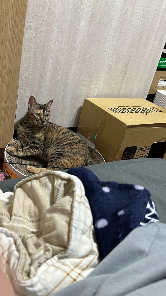 歲歲