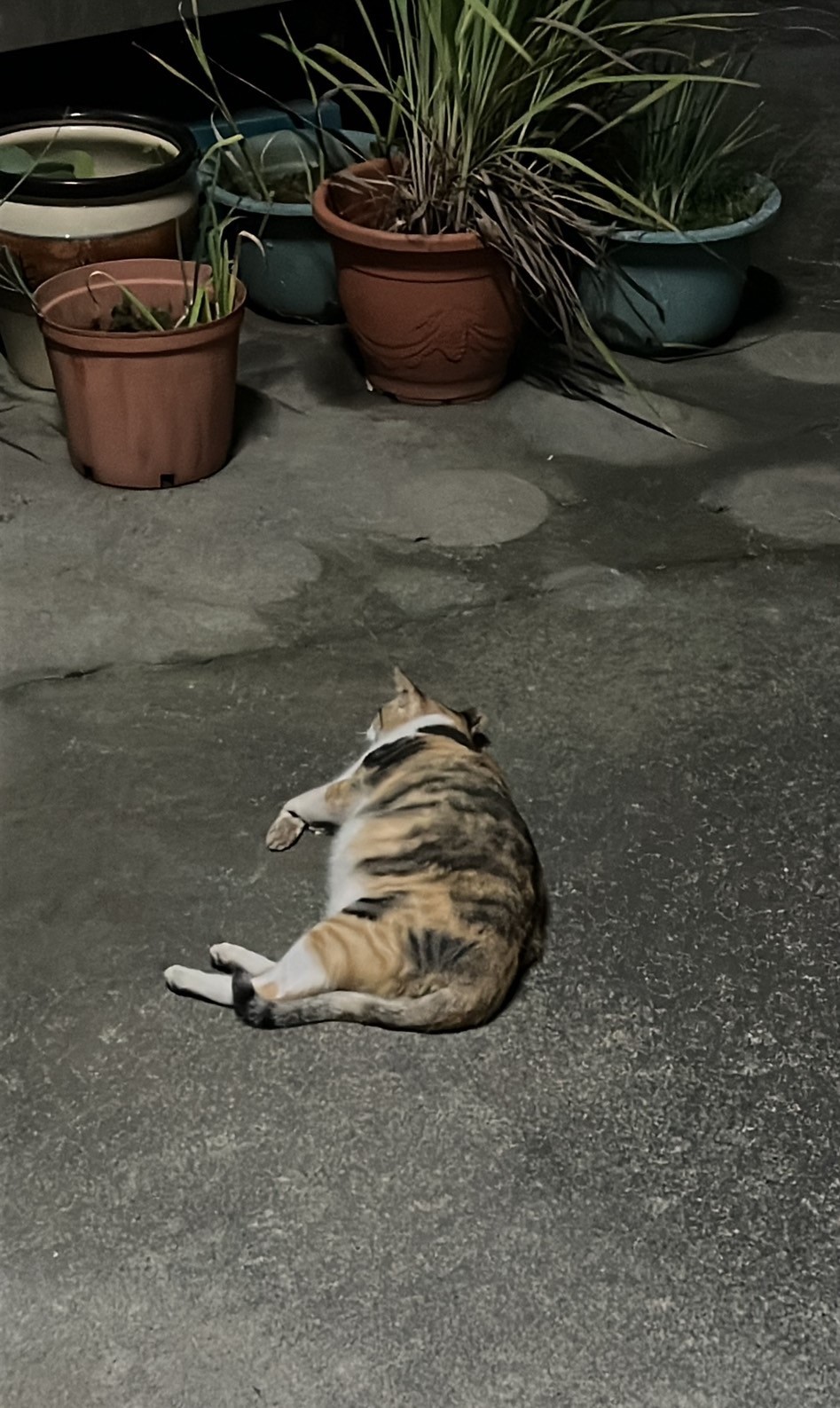 賓利