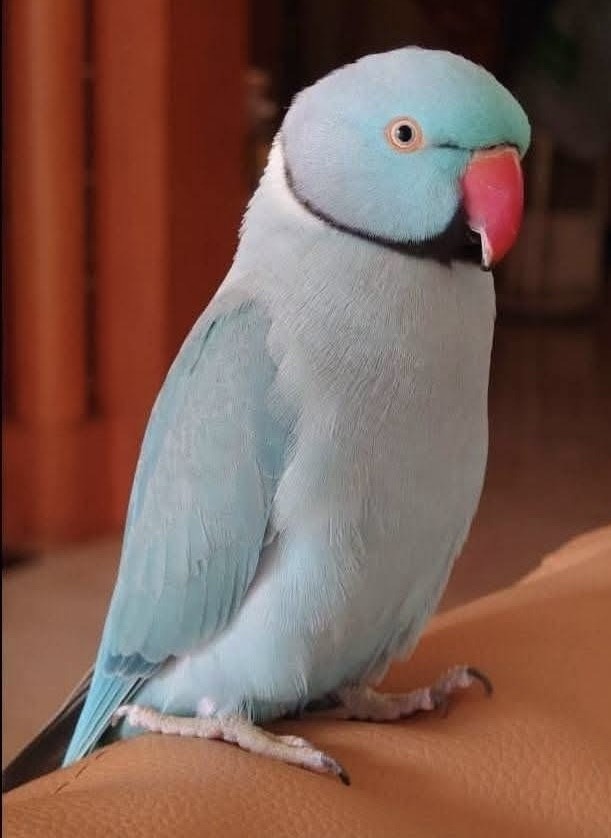 咕嚕咕嚕