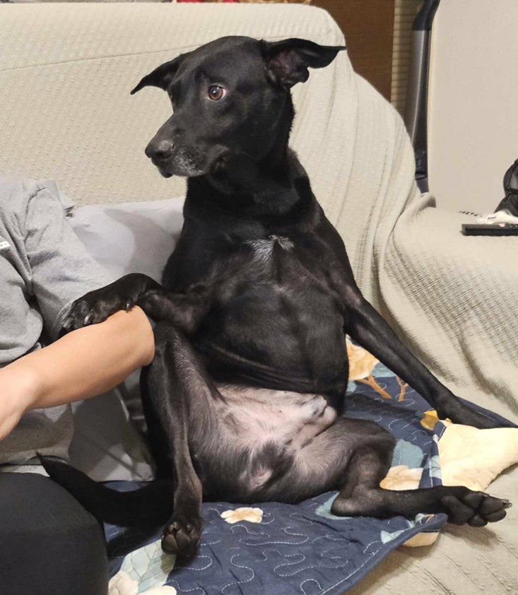 Festus 飛飛的照片