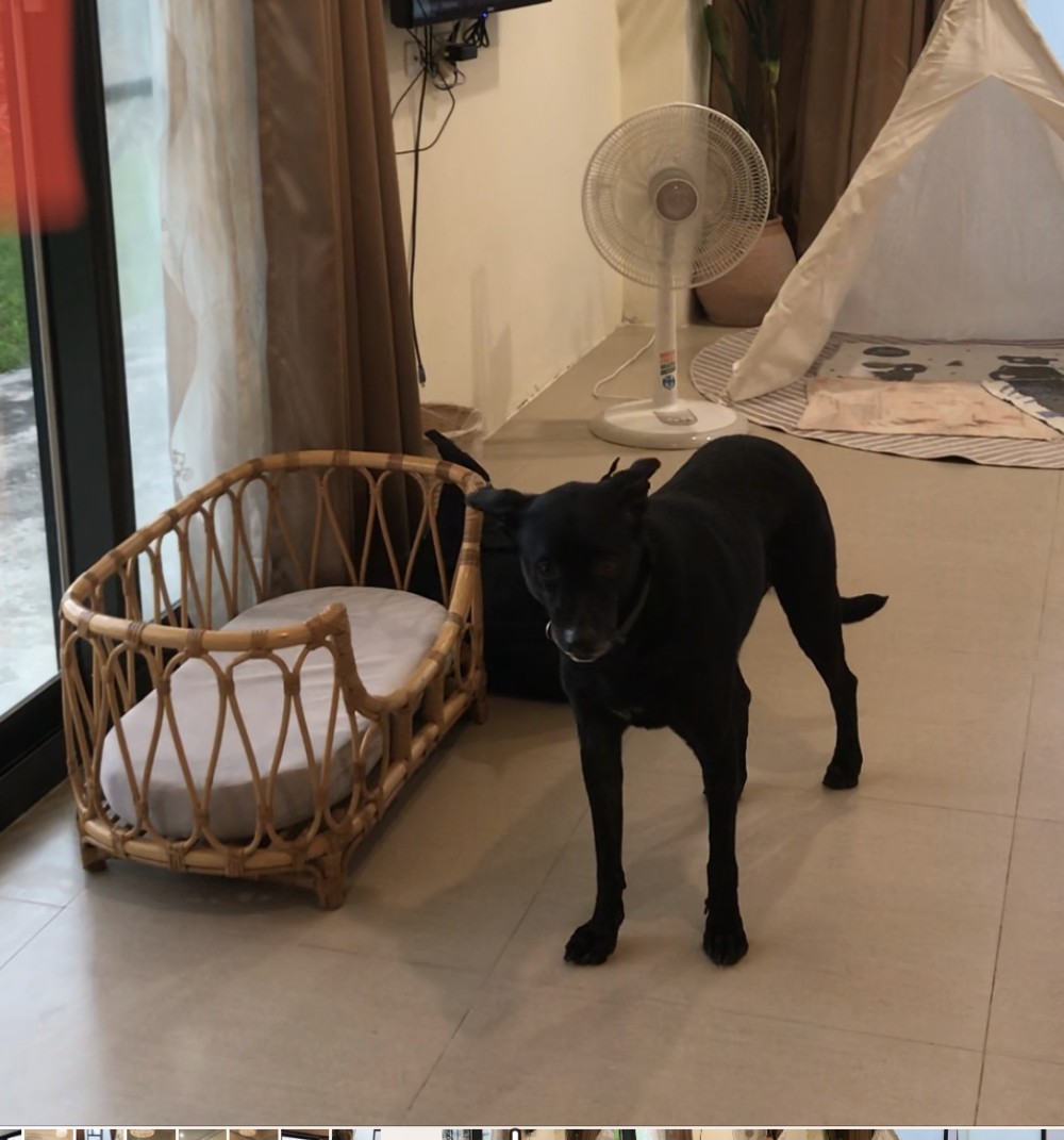 Festus 飛飛的照片
