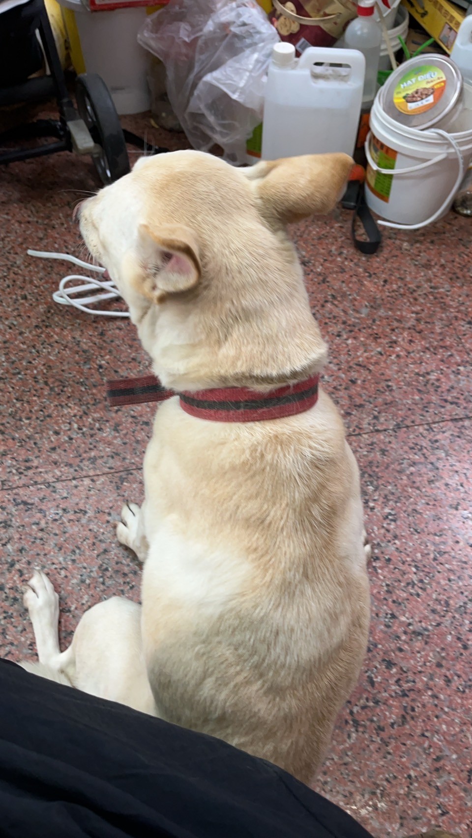 小熊