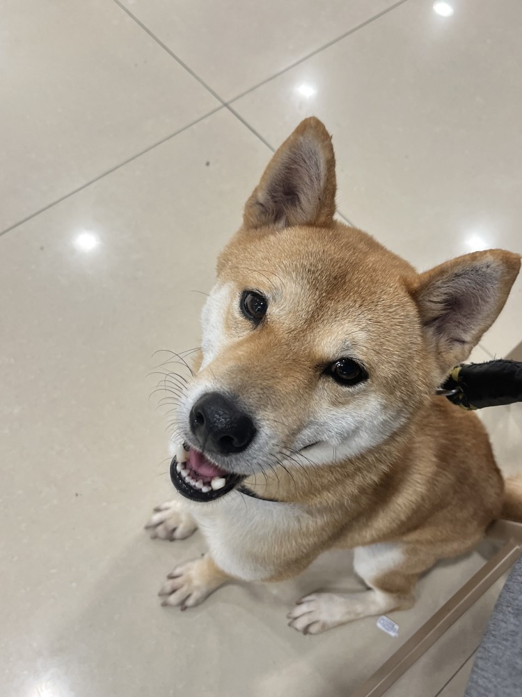 QQ的照片
