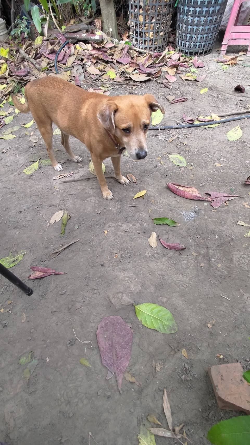 小花的照片