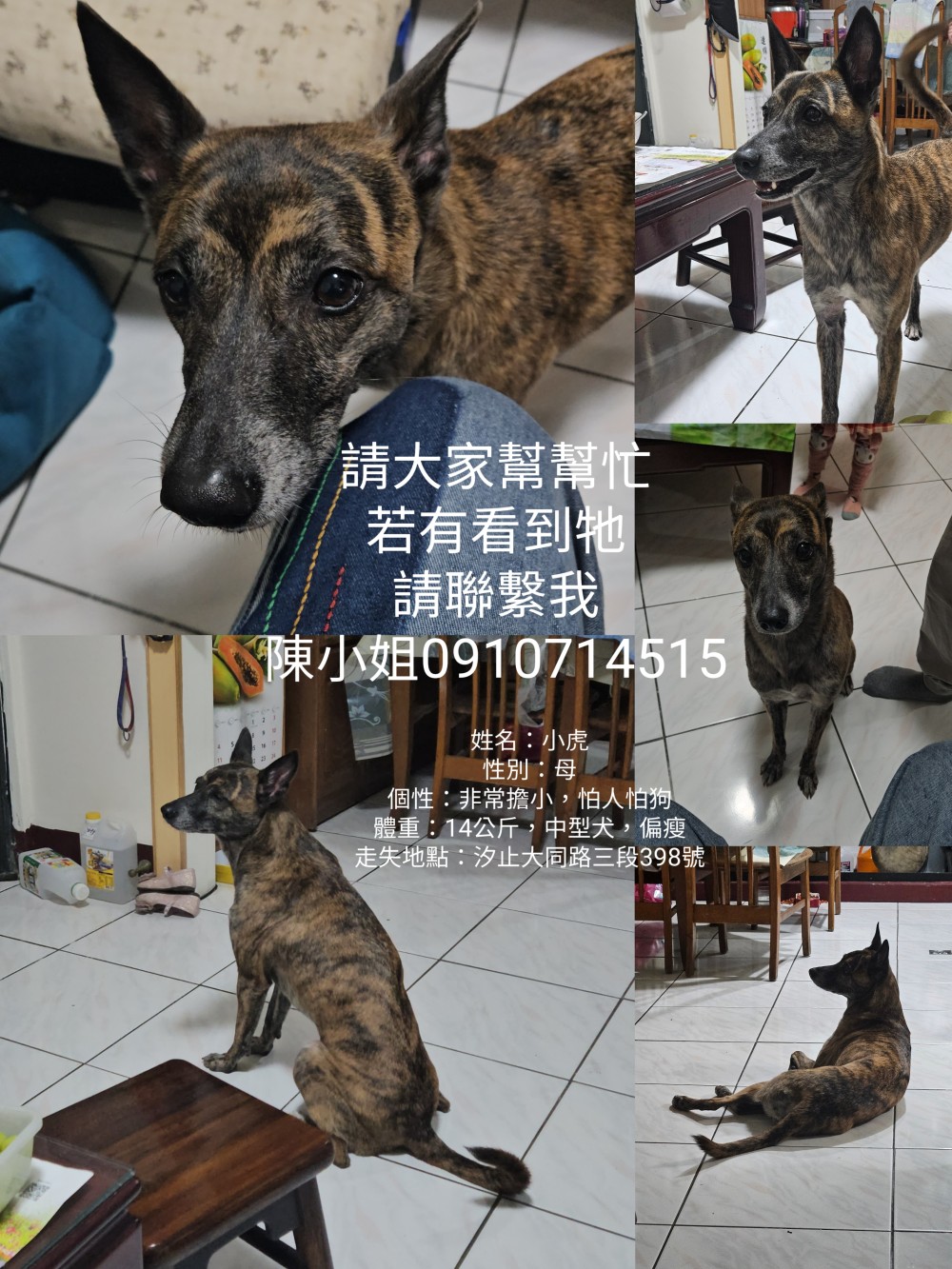 小虎