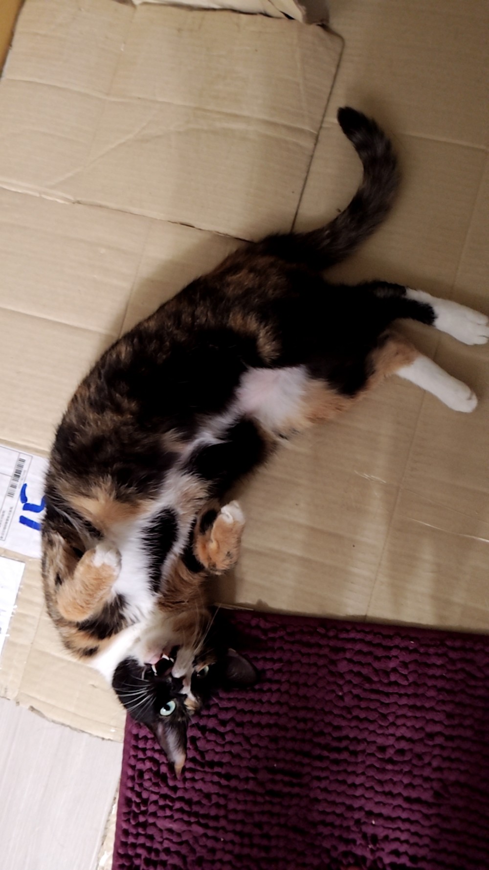 黑糖