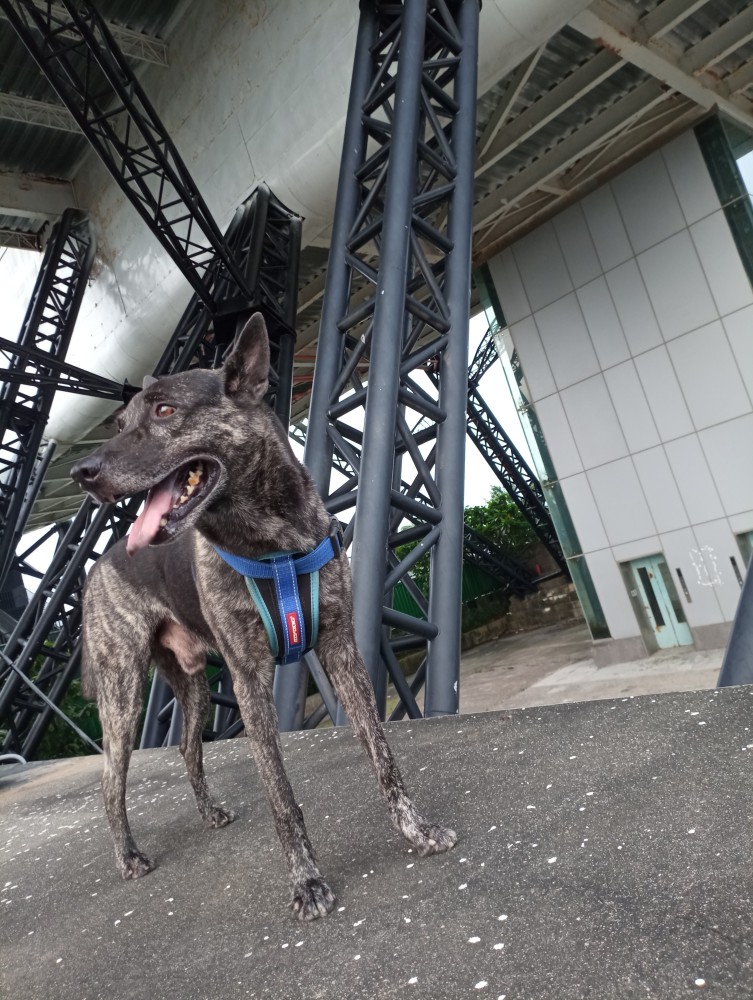 肉丸（台語）的照片