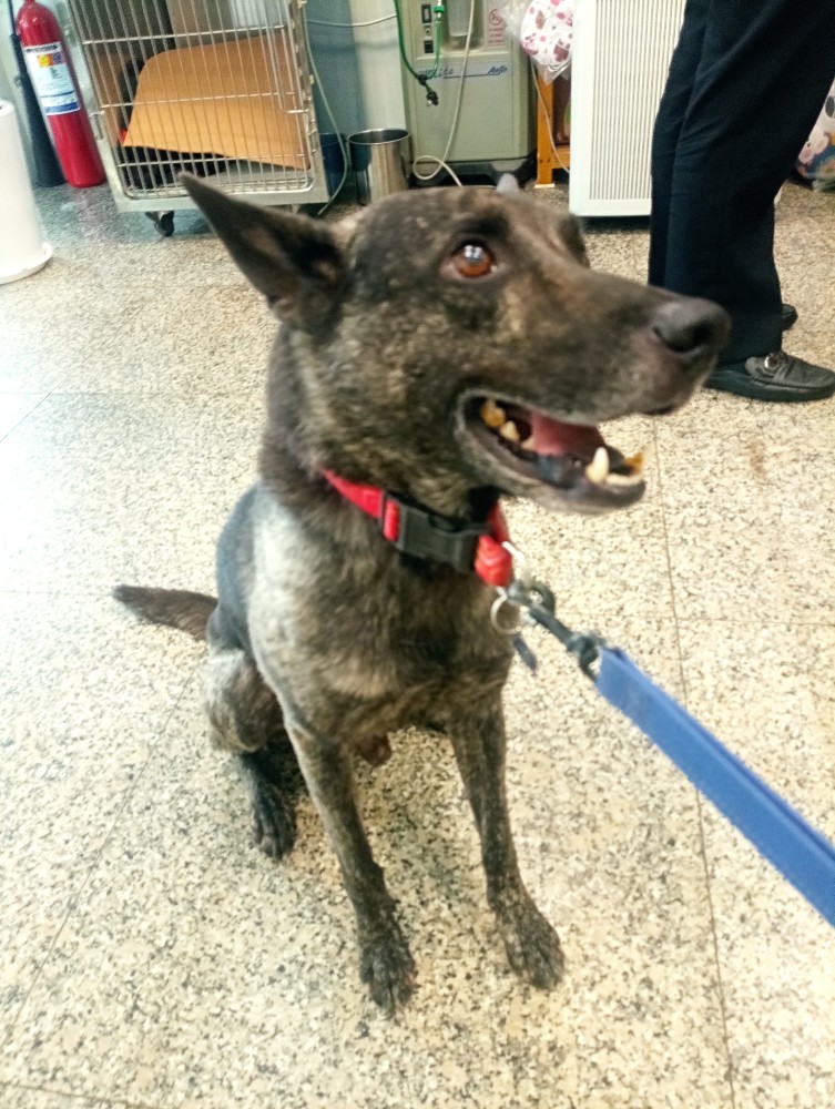 肉丸（台語）的照片