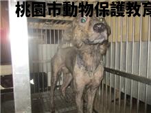 領養中型虎斑色公犬