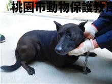 領養中型黑色母犬