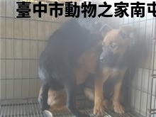 領養中型黑色母犬