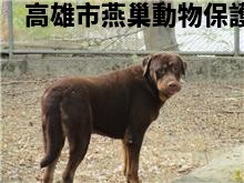 領養大型棕色公犬