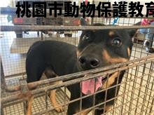 領養中型黑黃色公犬