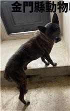 領養大型黑虎斑色公犬