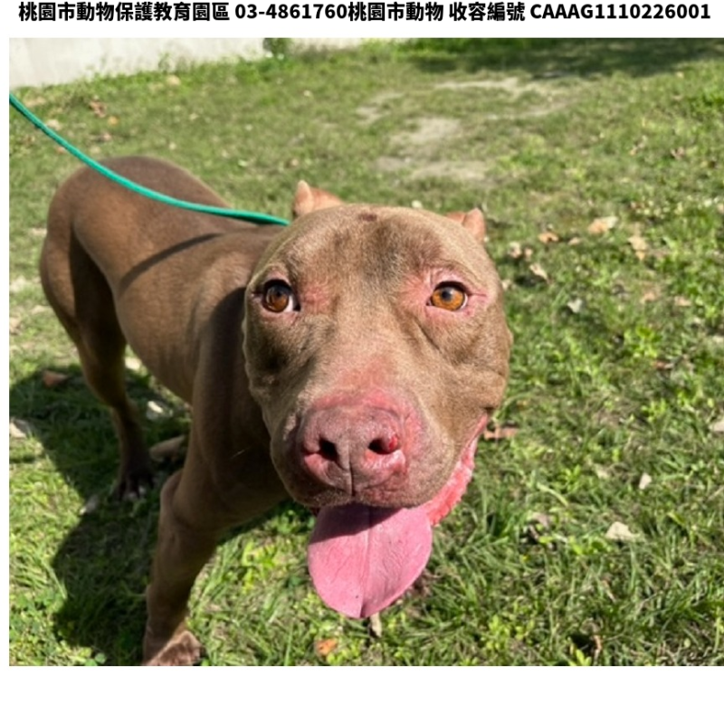 領養中型黃色公犬