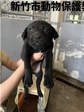 領養小型黑色母犬
