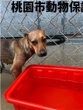 領養中型黑黃色母犬