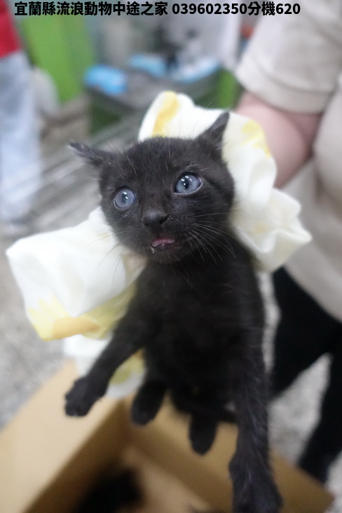 領養小型黑色公貓