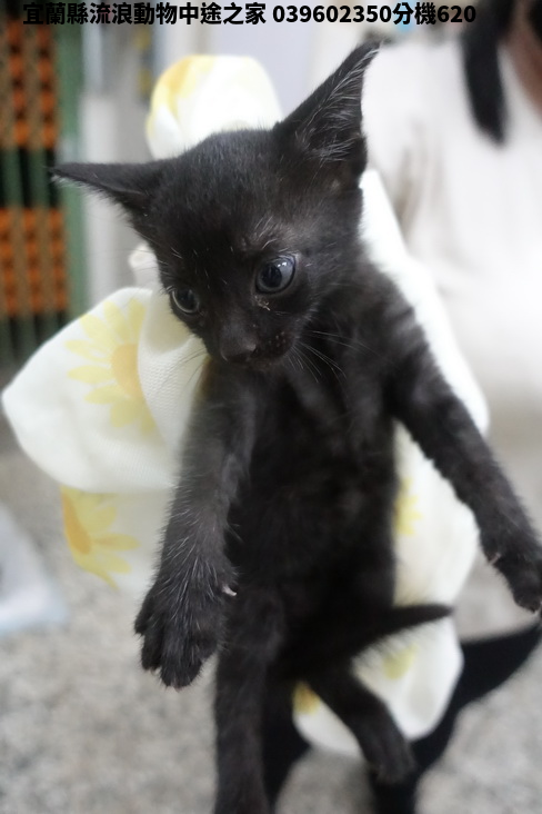 領養小型黑色公貓