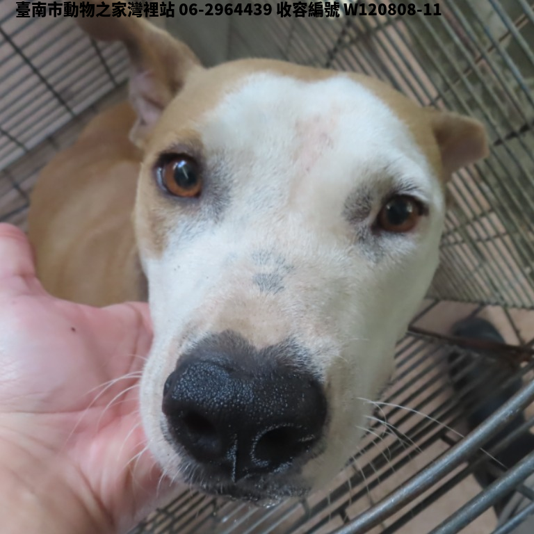 領養中型黃色母犬