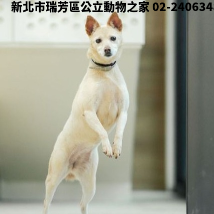 領養中型黃白色母犬