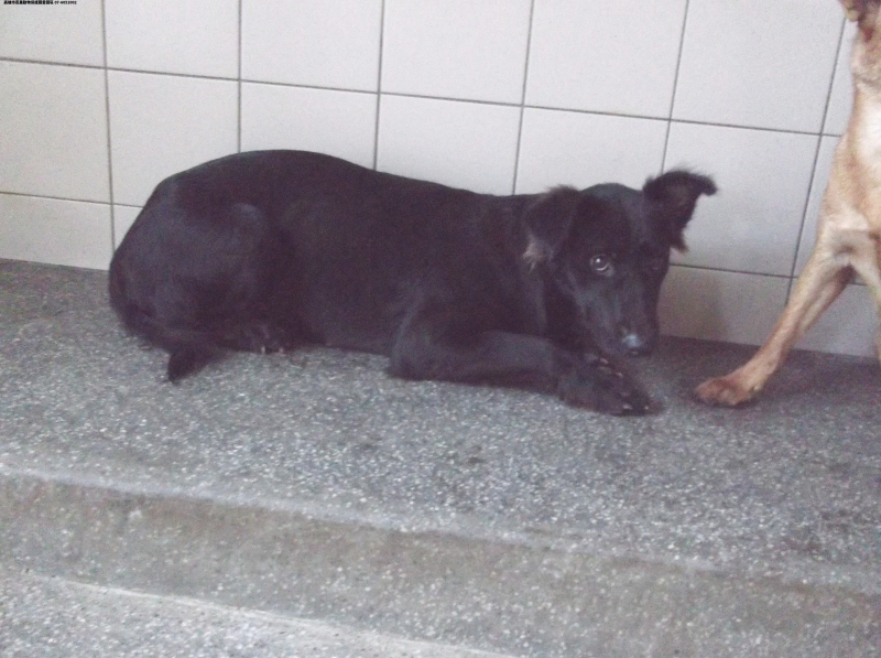 領養大型黑色母犬