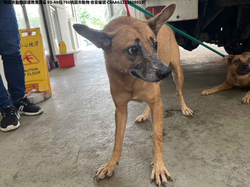 領養中型黃色母犬