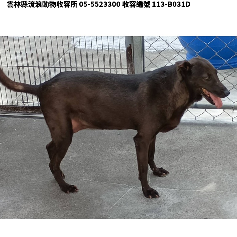 領養大型黑色母犬