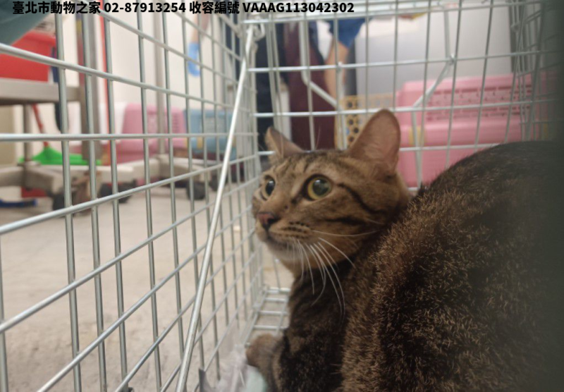領養中型虎斑色公貓