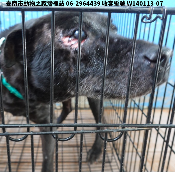 領養中型黑色公犬