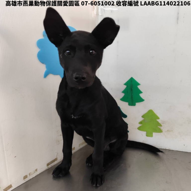 領養大型黑色公犬