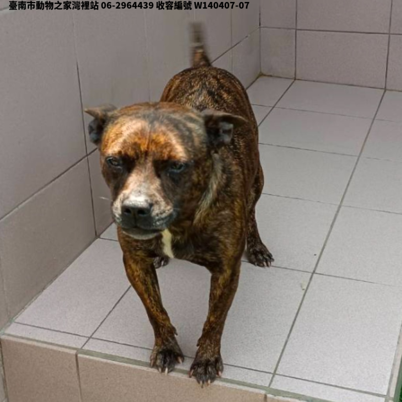 領養中型虎斑色母犬