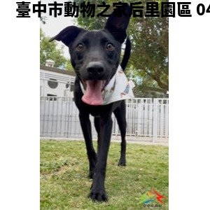 領養中型黑色公犬