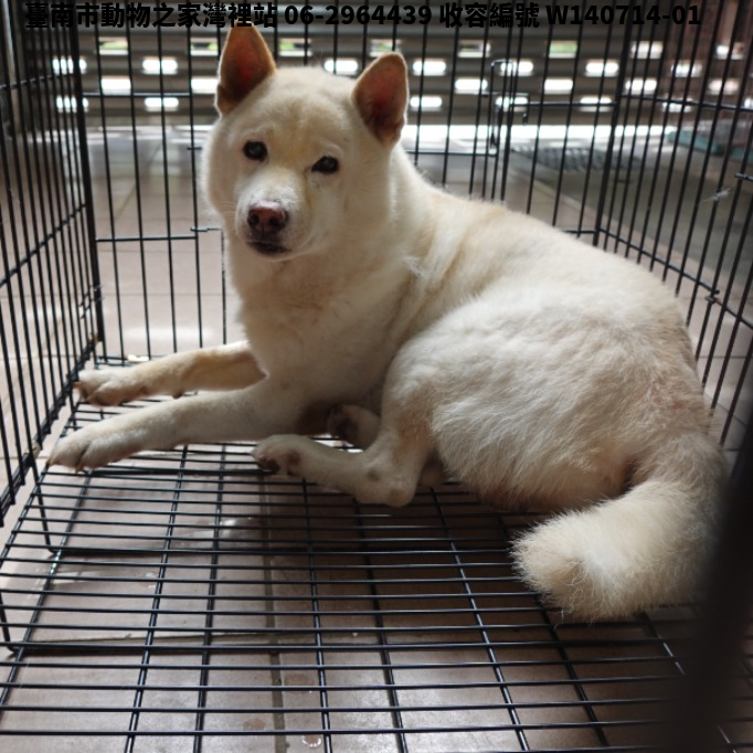 領養中型白色公犬