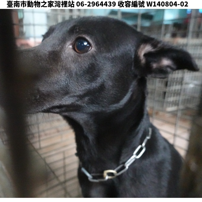 領養中型黑色母犬