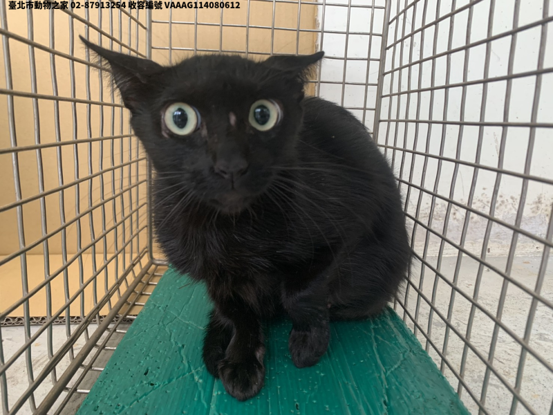 領養小型黑色母貓