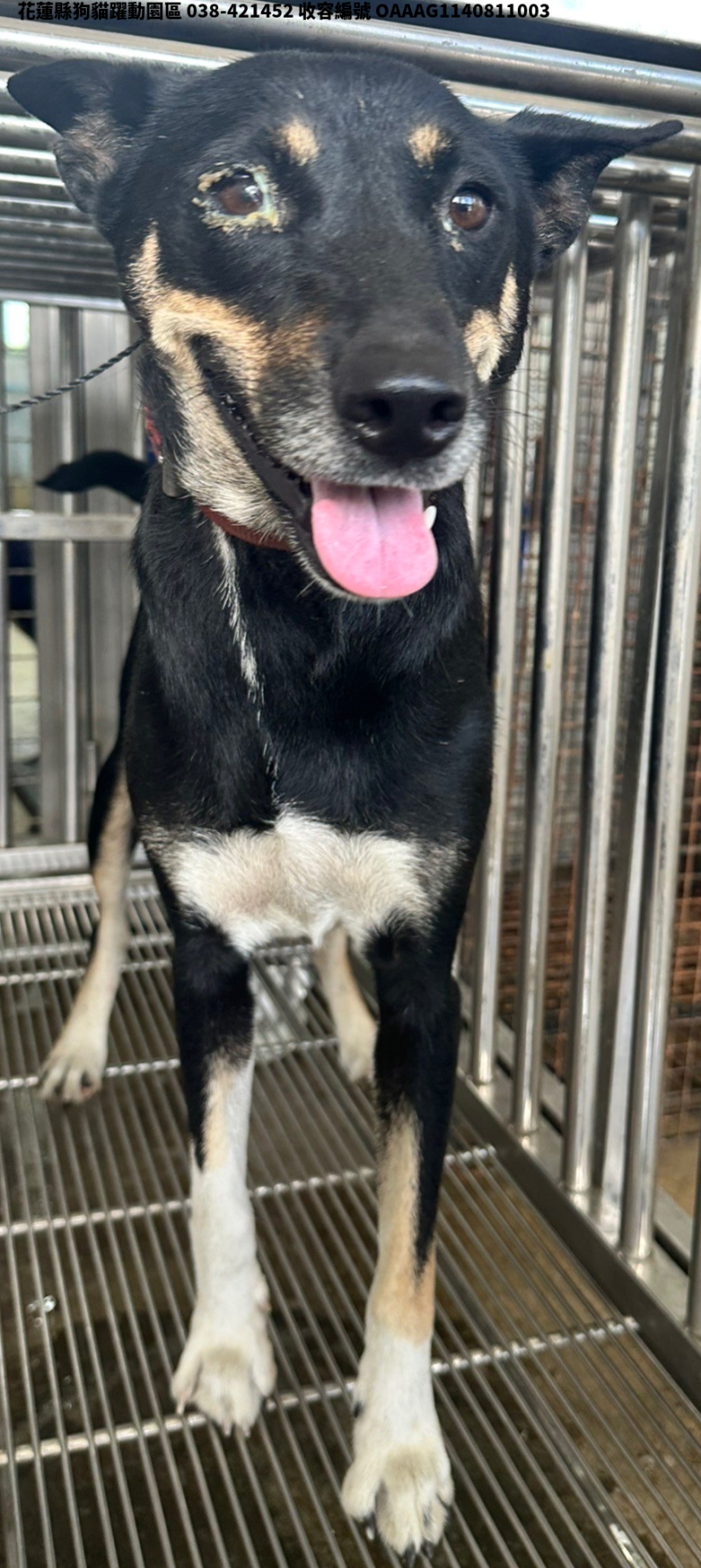 領養中型黑棕色母犬