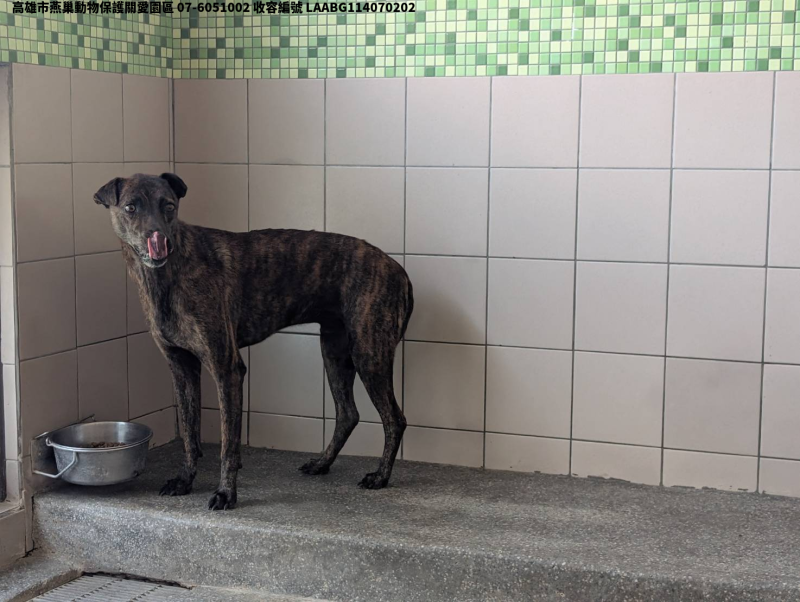 領養大型虎斑色公犬