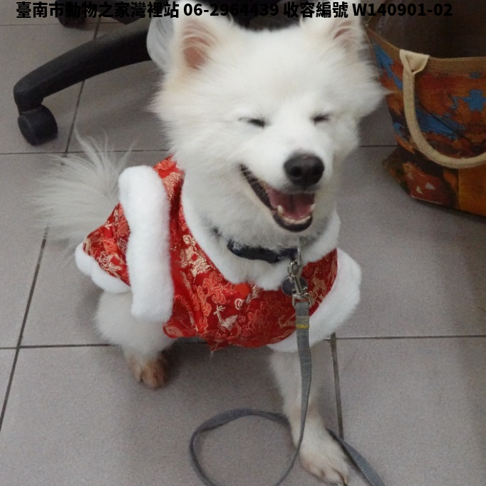 領養中型白色公犬