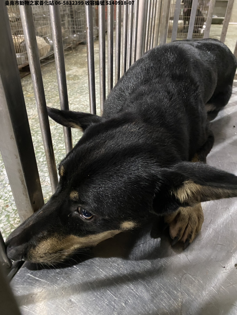 領養中型黑黃色公犬